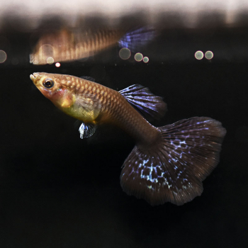 Guppy Weibchen, Poecilia reticulata - passend zu Prachtguppy